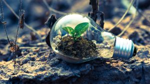 Photo of a plant growing in a lightbulb