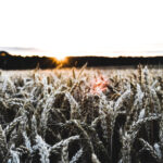 A photo of a wheat in the winter