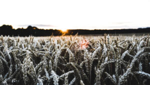 A photo of a wheat in the winter