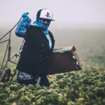 Photo of an immigrant in a strawberry field