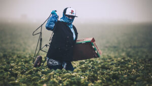 Photo of an immigrant in a strawberry field