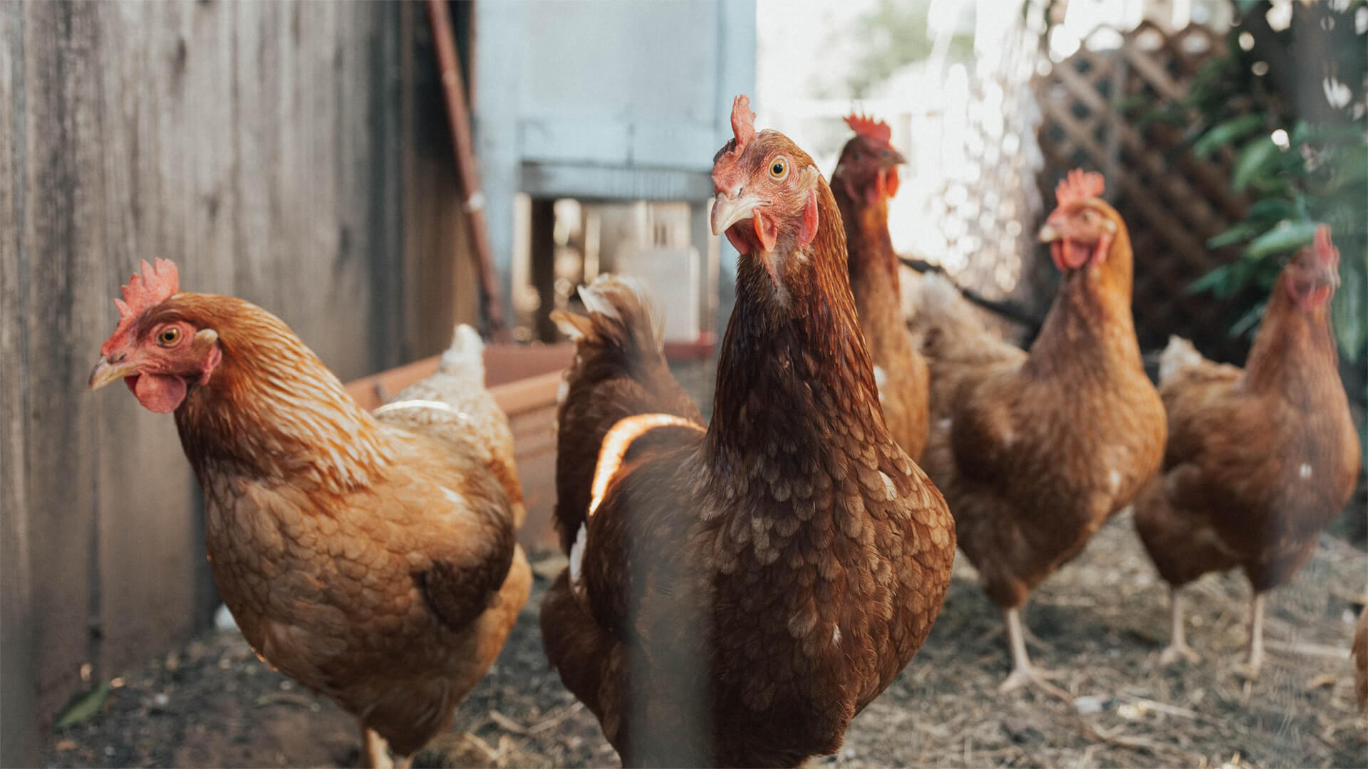 Photo of chickens feeding