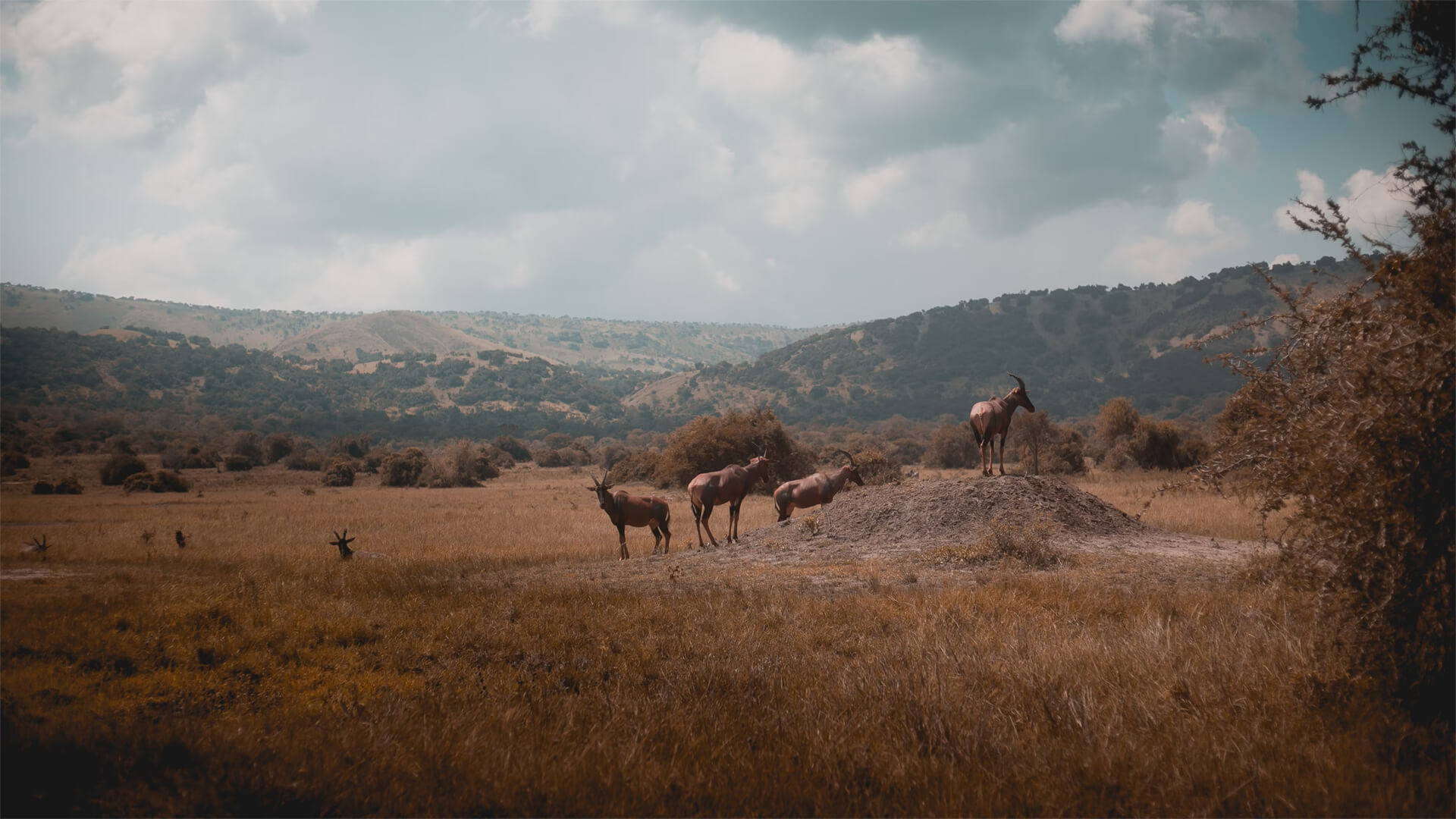 Photo of Rwanda, Africa and goats on the horizon