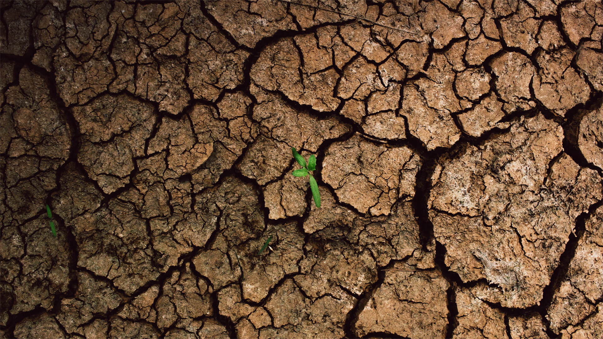 Cracked ground with a small green plant