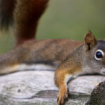 squirrel laying on a log