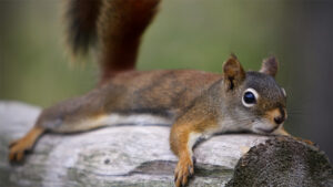 squirrel laying on a log