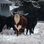Texas cattle in an ice storm