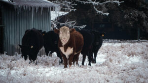 Texas cattle in an ice storm