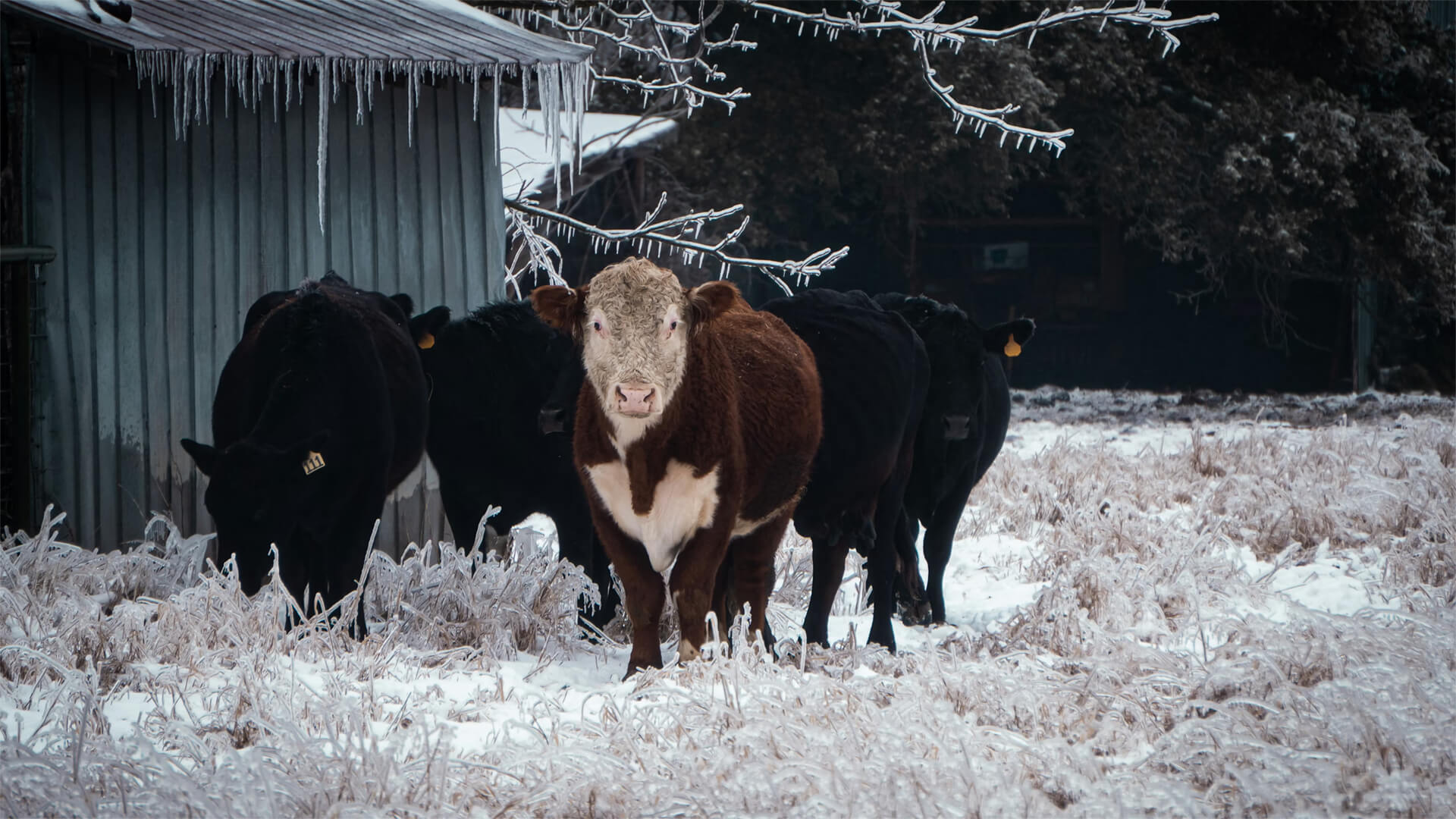 Texas cattle in an ice storm
