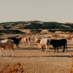 Cattle in Texas grazing