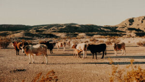 Cattle in Texas grazing