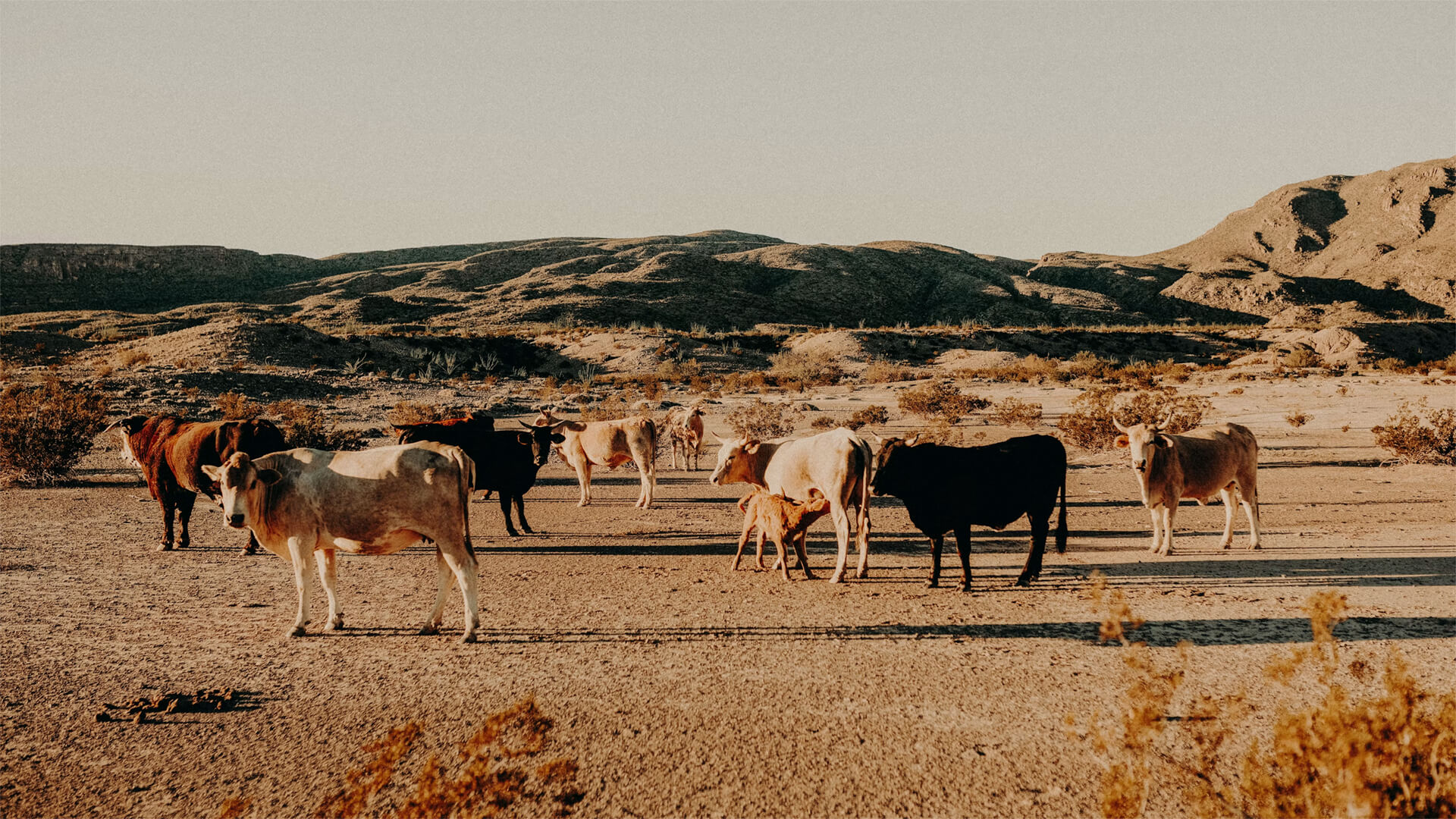 Cattle in Texas grazing