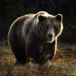 A Grizzly bear running in a field