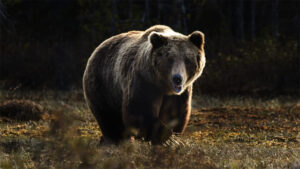 A Grizzly bear running in a field